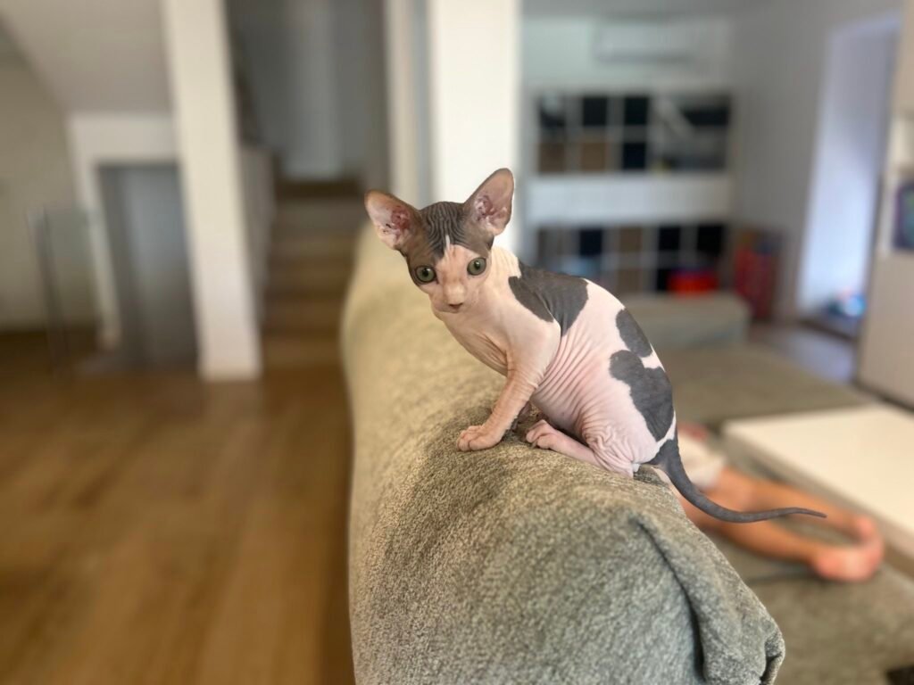 el ciberespacio de los gatos coco