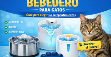 bebedero para gatos