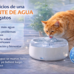beneficios fuente de agua automática para gatos