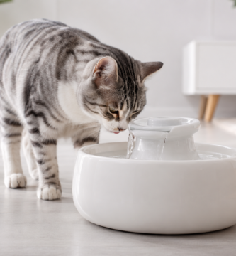 Fuente de cerámica para gatos