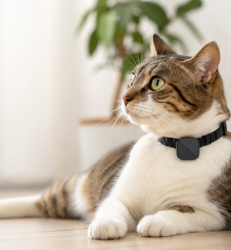 gps para gatos
